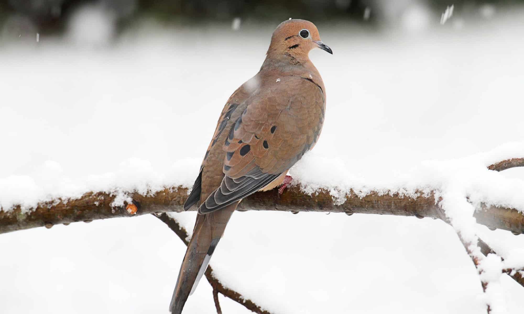 Dove Spirit Animal Symbolism Meaning AZ Animals