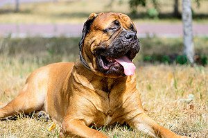 Dog Breeds with the Strongest Bite Force Picture
