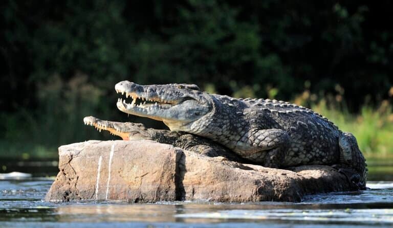 What do Crocodiles Eat?