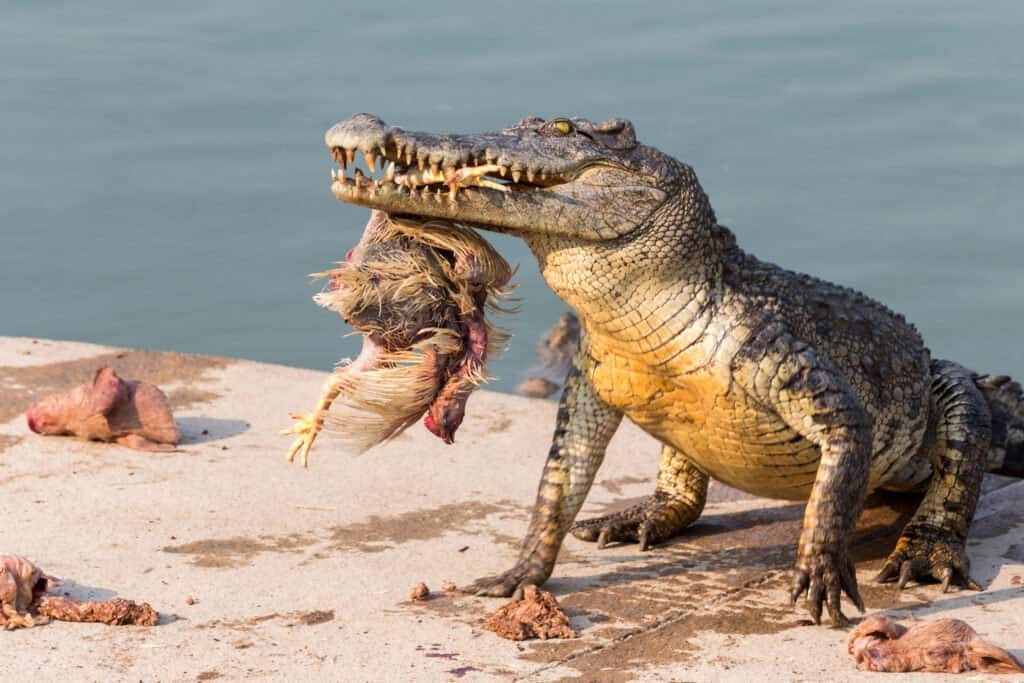 crocodiles and alligators fighting