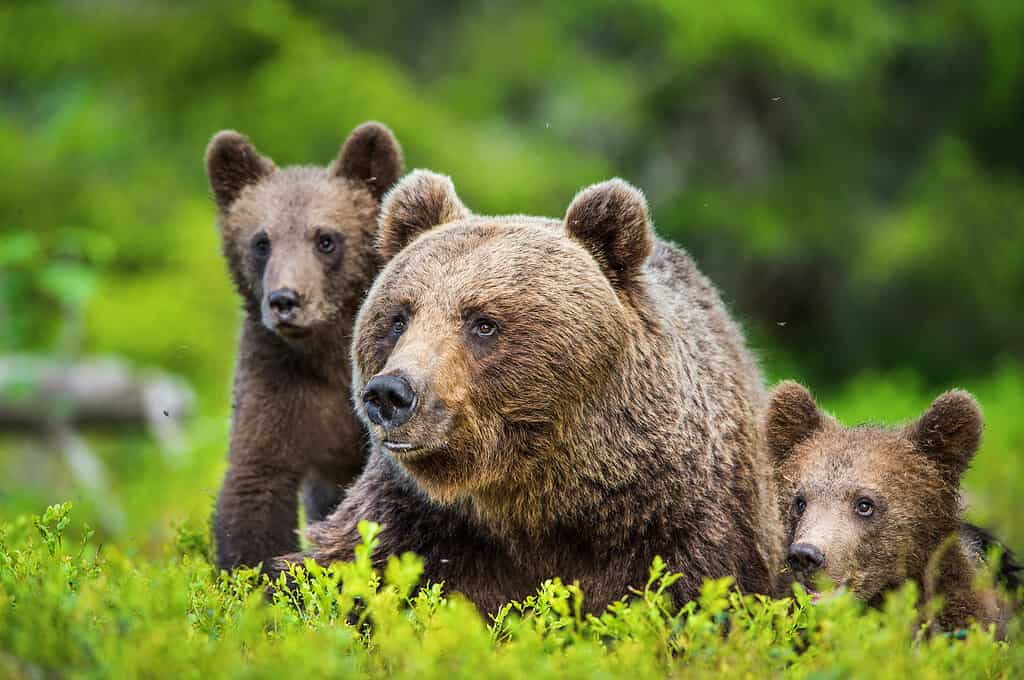 A mama brown bear with its cubs. 