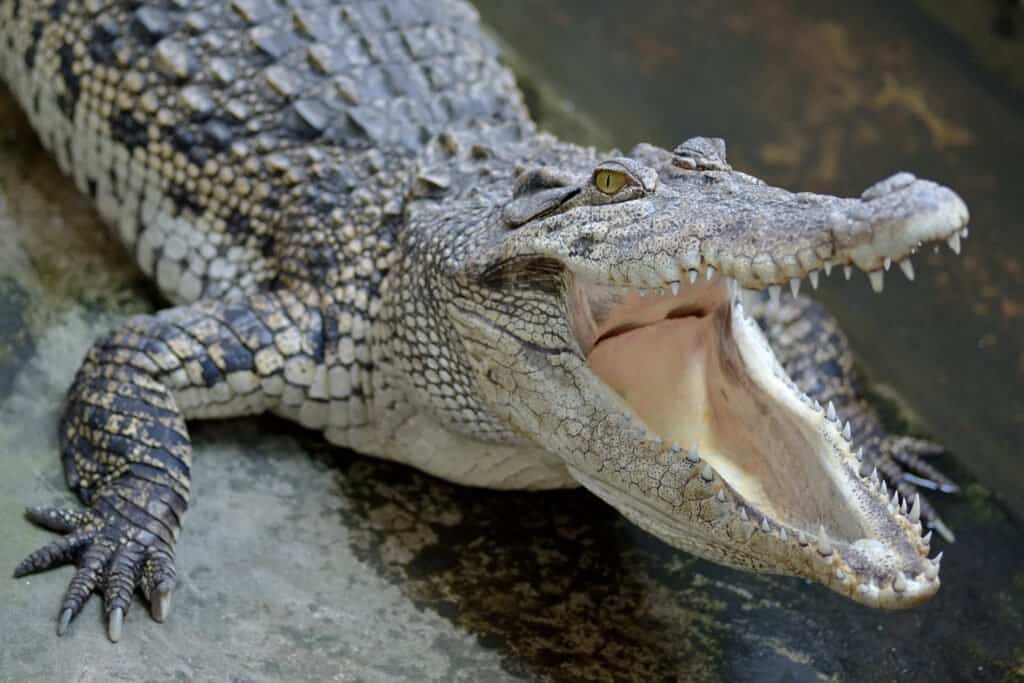 jaguar vs crocodile