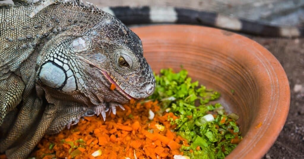 A close up photo of a green iguana eating vegetables. 