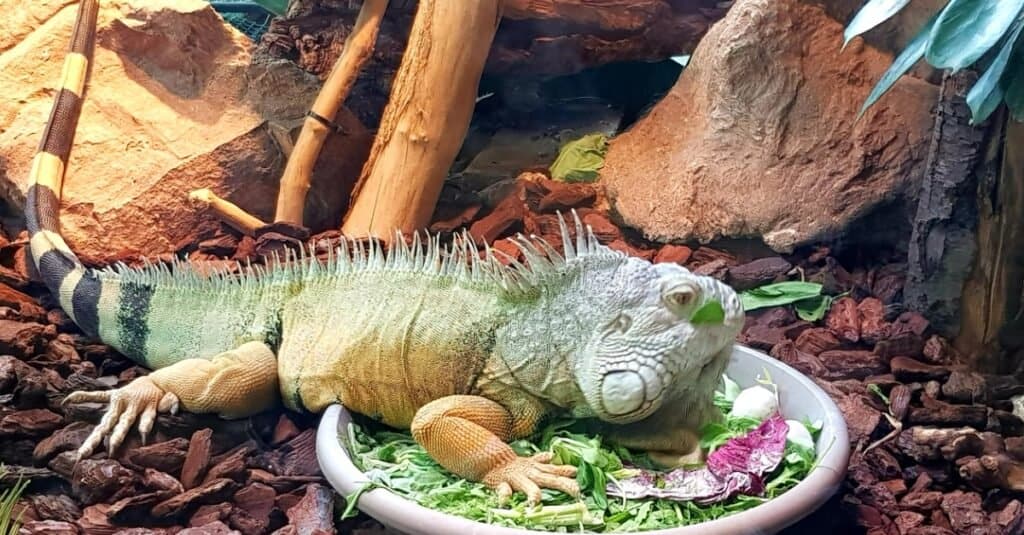 full grown green iguana pet