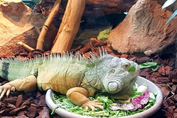 Green iguanas in captivity should be fed a wide variety of different greens, vegetables, and fruits.