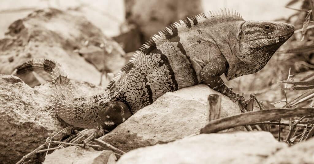 mexican-spiny-tailed-iguana-sitting-on-rock