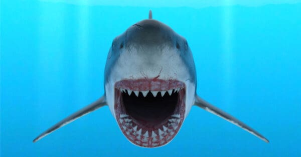How Many Bones Do Sharks Really Have? - A-Z Animals