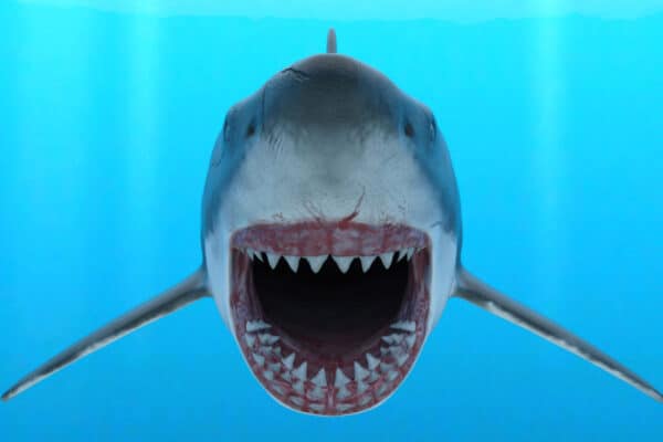 Shark Week began with the Jaws effect. Pictured here are the teeth of a Great White shark. 