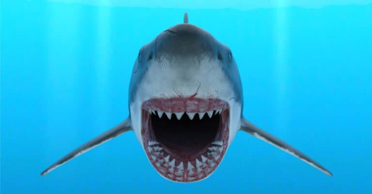 Great White Shark Teeth- White Shark Teeth