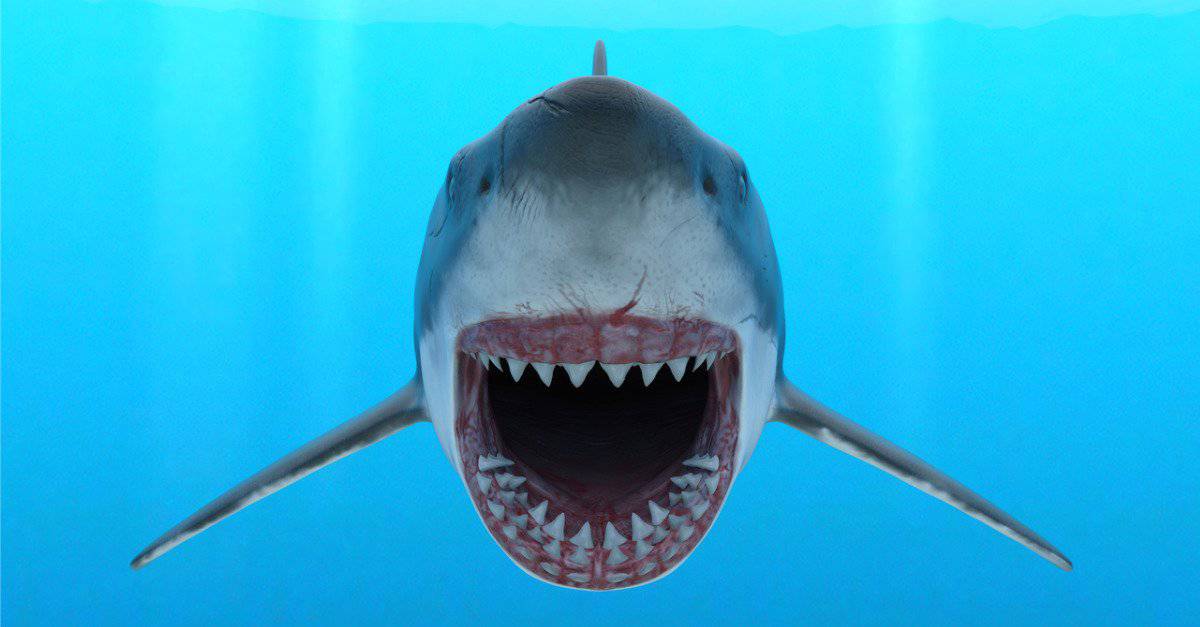 Florida Shark Attacks In 22 The Complete List Az Animals