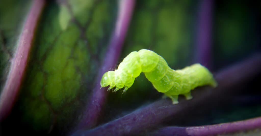 Life Cycle Of An Inchworm