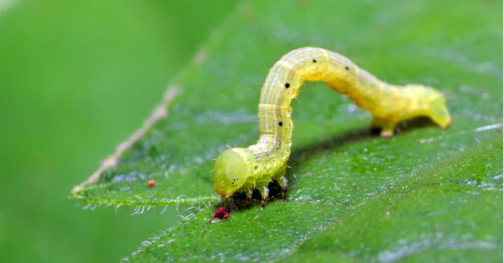 Inchworm Larvae