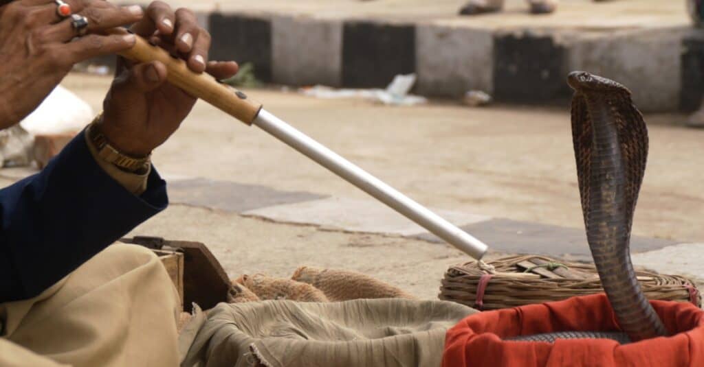 What do king cobras eat - Snake charmer playing a flute for an Indian cobra.