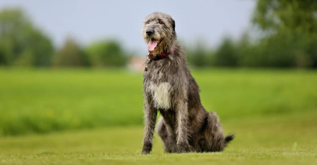 A large, shaggy-haired Irish Wolfhound standing in a grassy field.