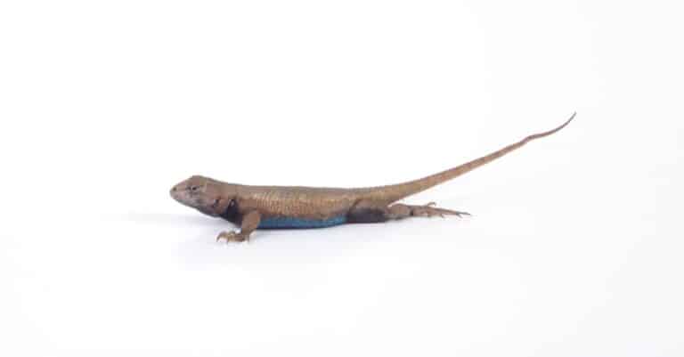 isolated blue belly lizard