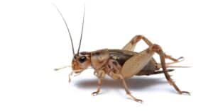 Discover Why Crickets Chirp and Make So Much Noise at Night Picture