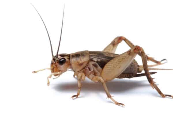 Have you ever wondered why crickets chirp?  Find out today! 