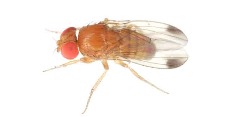 isolated fruit fly