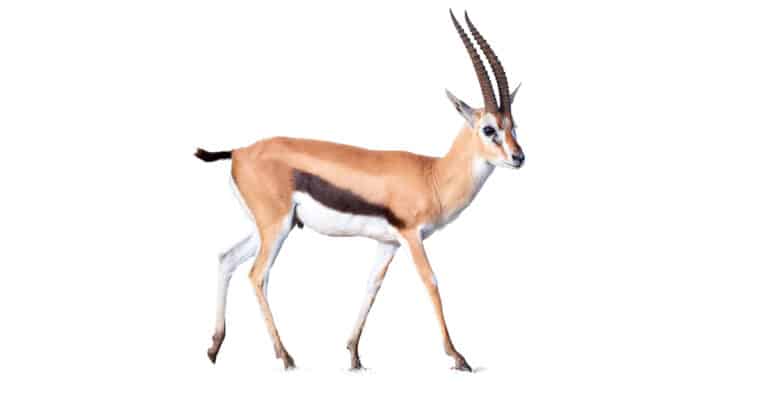 isolated gazelle