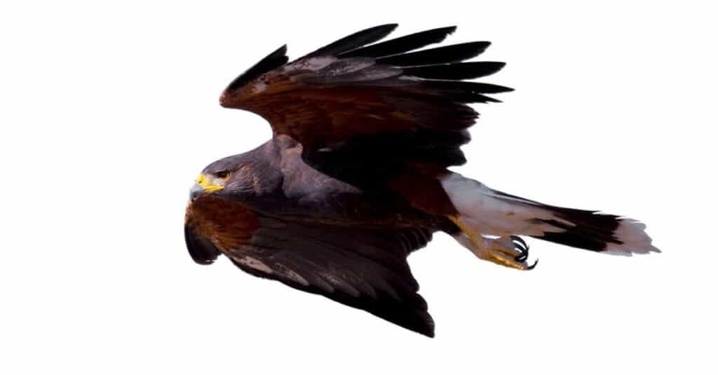 isolated harris hawk
