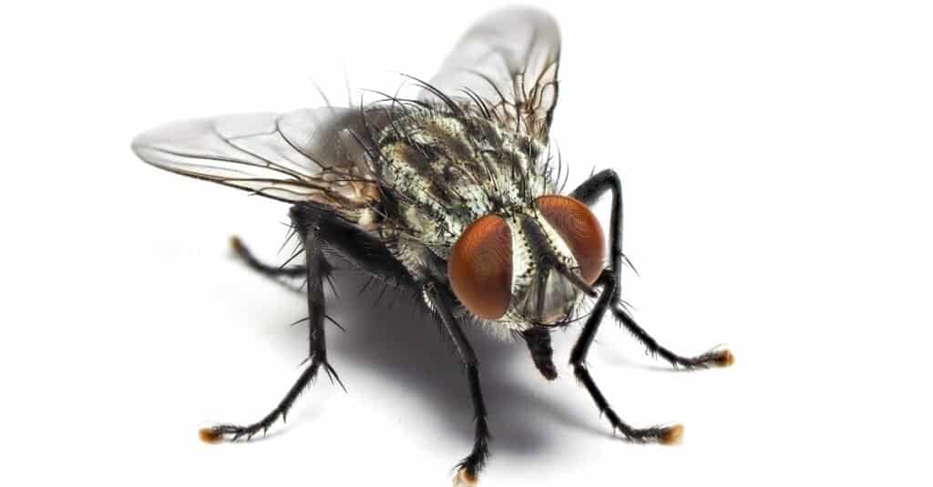 isolated housefly