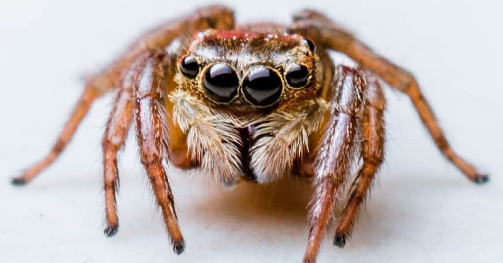 isolated jumping spider