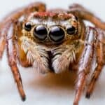 Jumping spider