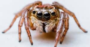 9 Most Terrifying Spiders Found in Afghanistan Picture