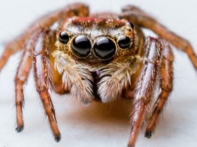 A Jumping Spider