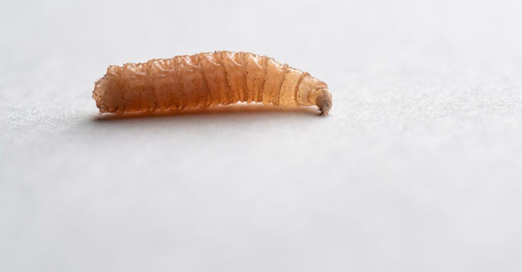 Maggot Lifespan How Long Do Maggots Live? AZ Animals