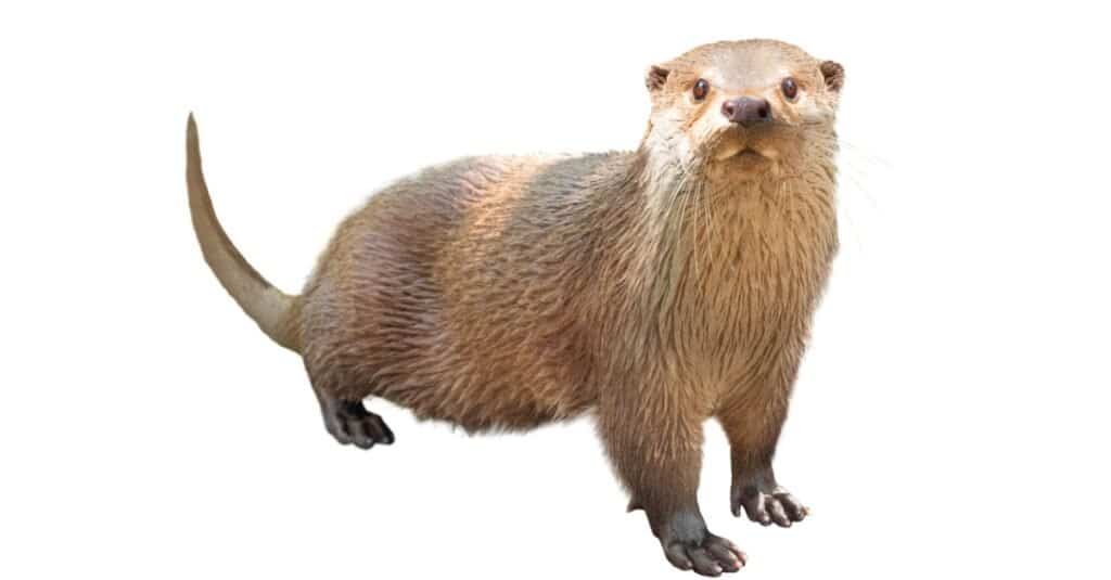 isolated river otter