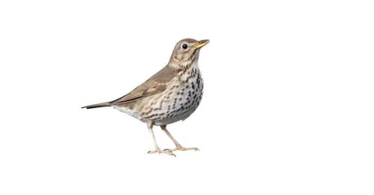 isolated song thrush