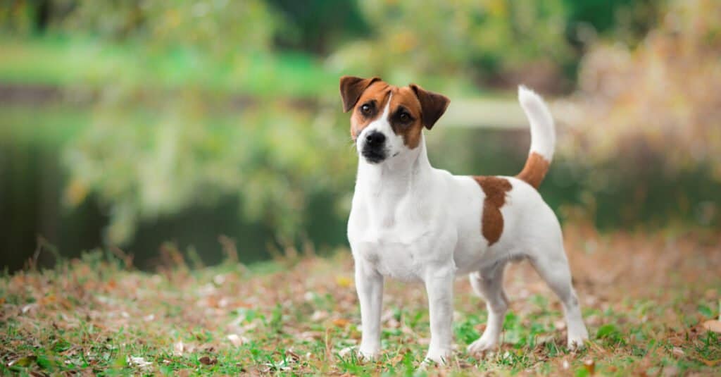 jack russel terrier standing with head tilted