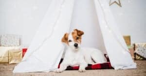 The 3 Best Dog Tents You Should Buy: Reviewed for 2022 Picture