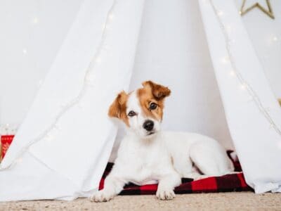A 8 Adorable Puppies In Memphis You Can Adopt This Christmas