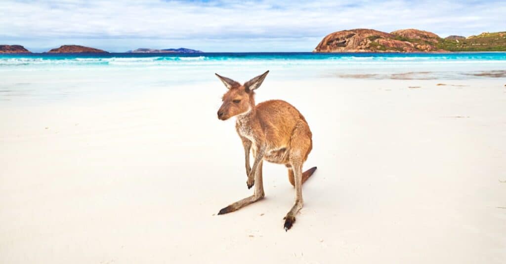 baby-kangaroo-on-the-beach