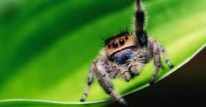 Jumping Spider Animal Facts - A-Z Animals