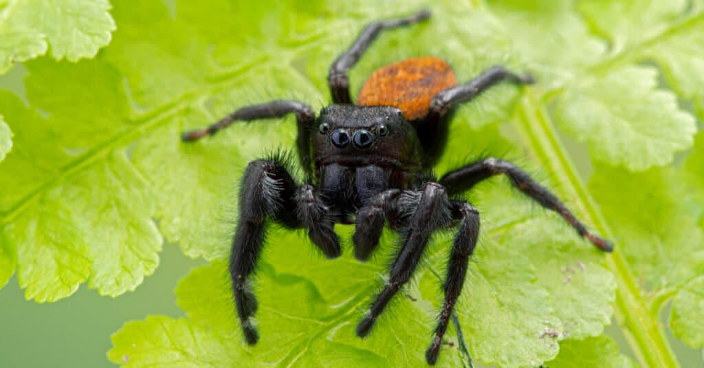jumping spider on leaves
