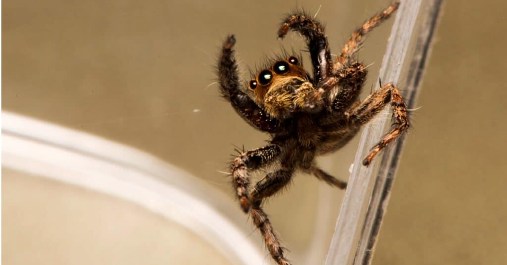 Que mangent les araignées sauteuses ?