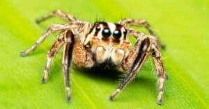 What Do Jumping Spiders Eat? Picture