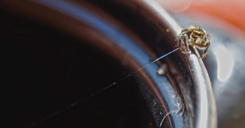 What Do Jumping Spiders Eat?