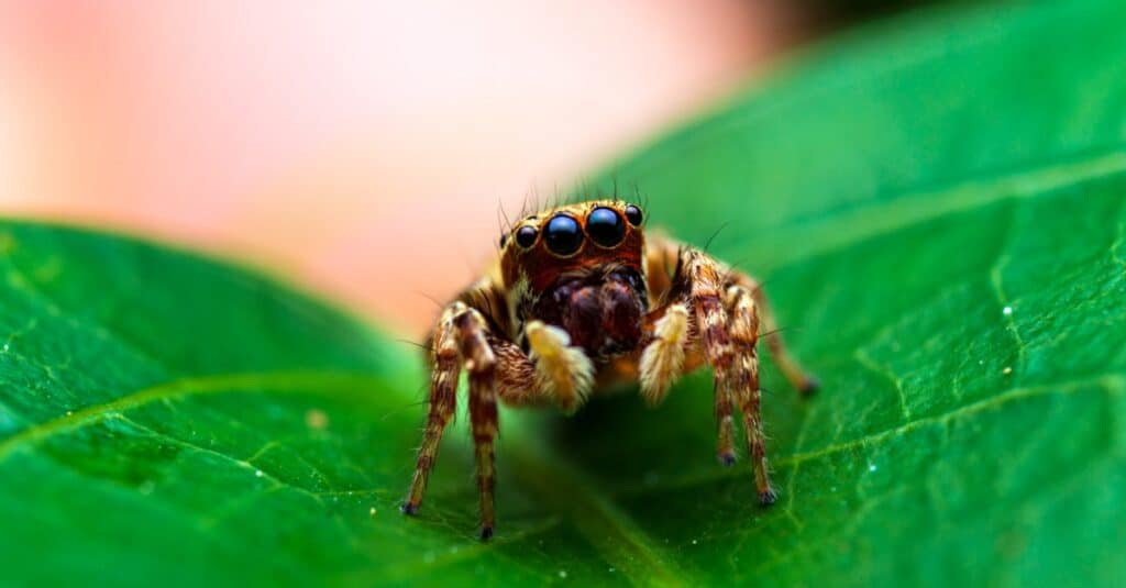 jumping spider on leaf