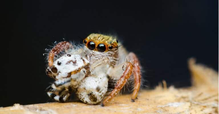 jumping spider eating a spider