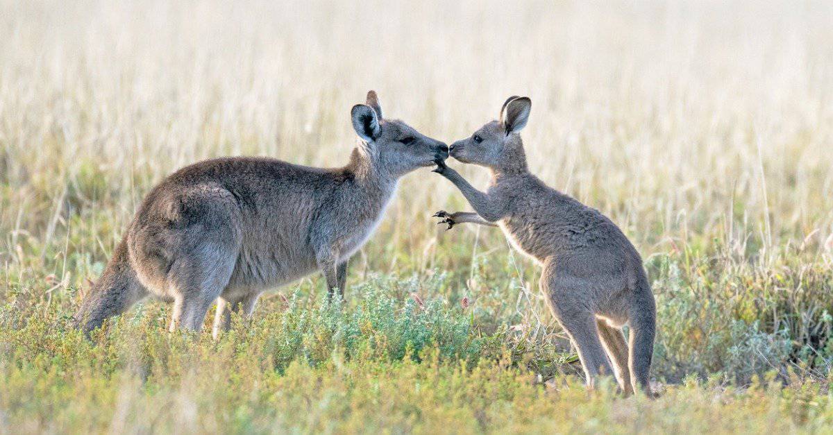 Is it safe to touch a kangaroo?