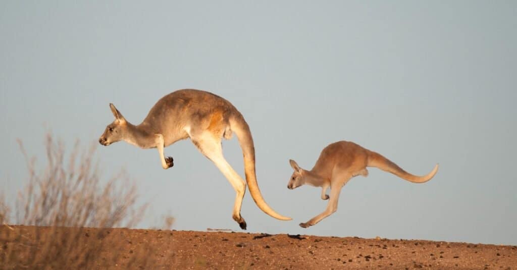 wallaby jumping