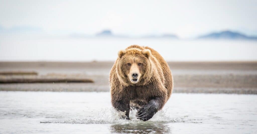 Kodiak bear running through the water