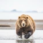 Kodiak bears live exclusively on the islands in the Kodiak Archipelago. This location is just below the arctic circle and has a subpolar climate.