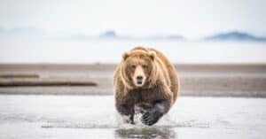 The 3 Largest Bears in the United States Are Massive Forces of Nature Picture