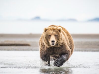 A How Much Do Grizzly Bears Weigh?