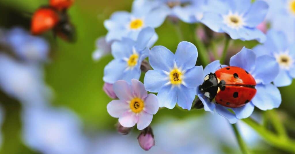 False Forget-Me-Not (Brunnera macrophylla) in Inver Grove Heights